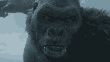 Gif animé King Kong film